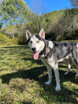 Rescue Husky Dogs for Adoption in Olean, New York - Bert | PetCurious