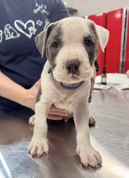 Labrador Retriever Dogs Available for Adoption in The Woodlands, Texas - Oslo | PetCurious