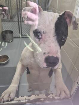 Pit Bull Terrier Dogs Available for Adoption - Pen 198 Peppa | PetCurious