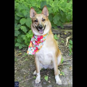 Foxy -  Shiba Inu and Shepherd Dog for Adoption in Rochester, New York - Foxy | PetCurious