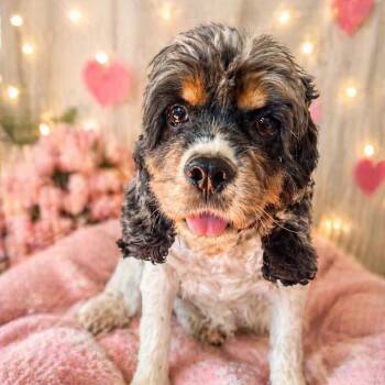 Chy -  Cocker Spaniel Dog for Adoption in Pittsburg, Kansas - Chy | PetCurious