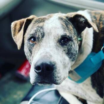 Rescue Pit Bull Terrier Dogs for Adoption in Lubbock, Texas - Melon | PetCurious