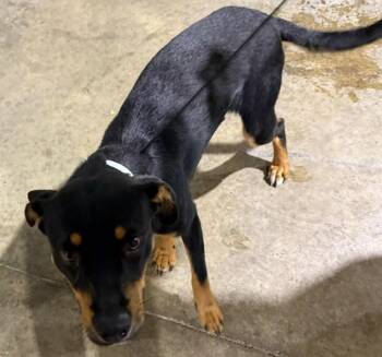 SCRAPPY -  Australian Kelpie and Mixed Breed Dog for Adoption in Colorado Springs, Colorado - SCRAPPY | PetCurious