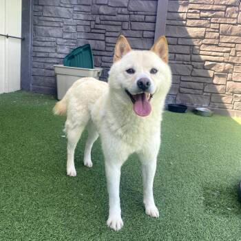 Shiba Inu Dogs Available for Adoption in Loxahatchee Groves, Florida - Hunter 8007 | PetCurious