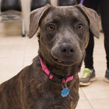 Reggie -  Labrador Retriever and Mixed Breed Dog for Adoption in Atlanta, Georgia - Reggie | PetCurious
