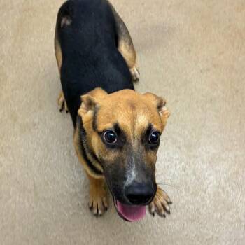 Tokah -  Hound and Mixed Breed Dog for Adoption in Corpus Christi, Texas - Tokah | PetCurious