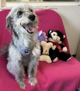 Aussiedoodle Dogs Available for Adoption in Cedartown, Georgia - Remi | PetCurious