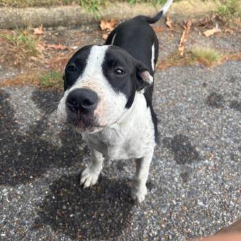Boo -  English Bulldog and Mixed Breed Dog for Adoption in Montgomery, Alabama - Boo | PetCurious