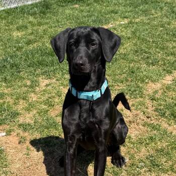Cora -  Black Labrador Retriever Dog for Adoption in Harrisonburg, Virginia - Cora | PetCurious