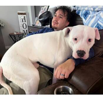 American Bulldog Dogs Available for Adoption in Chicago, Illinois - Tank | PetCurious