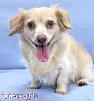 Thornapple -  Dachshund and Mixed Breed Dog for Adoption in Mason, Michigan - Thornapple | PetCurious