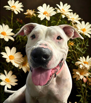 Rescue Mixed Breed Dogs for Adoption in Edmond, Oklahoma - Elizabeth | PetCurious