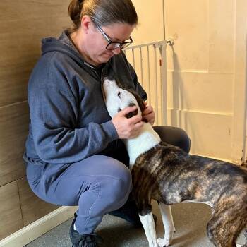 Staffordshire Bull Terrier and Mixed Breed Dogs Available for Adoption in Metamora, Michigan - Dazzle | PetCurious