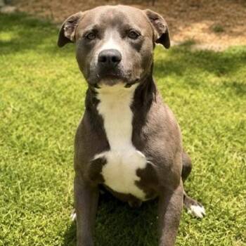 Lucky -  American Staffordshire Terrier Dog for Adoption in Dahlonega, Georgia - Lucky | PetCurious