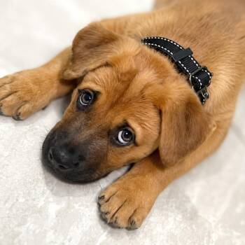 Montgomery -  Labrador Retriever and Black Mouth Cur Dog for Adoption in Boerne, Texas - Montgomery | PetCurious