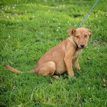 Rescue Hound and Labrador Retriever Dogs for Adoption in Lambertville, New Jersey - Gia | PetCurious