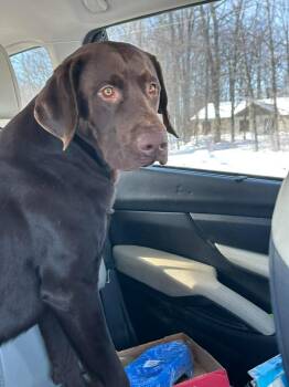 Labrador Retriever Dogs Available for Adoption - Bluey | PetCurious