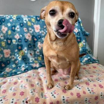 Slate -  Chihuahua Dog Available for Adoption in Jackson, Missouri - Slate | PetCurious