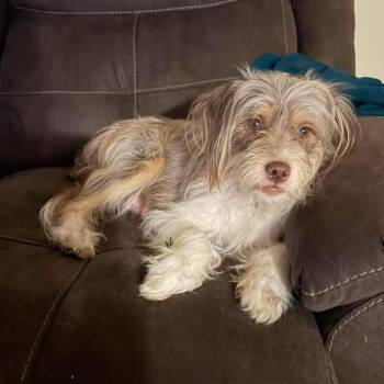Buttercup -  Terrier and Mixed Breed Dog for Adoption in Shorewood, Illinois - Buttercup | PetCurious