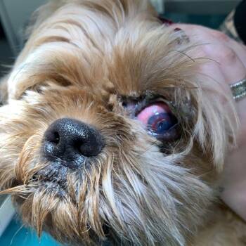 Coco -  Shih Tzu Dog for Adoption in Allen, Texas - Coco | PetCurious