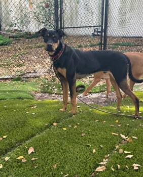 Rescue Mixed Breed Dogs for Adoption in Sunrise, Florida - Benito | PetCurious