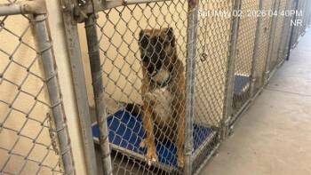 Belgian Shepherd Malinois and Mixed Breed Dogs Available for Adoption in Ocala, Florida - NYLA | PetCurious