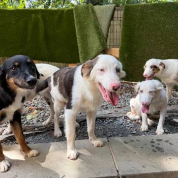 Peg -  Australian Shepherd Dog for Adoption in West Chester, Pennsylvania - Peg | PetCurious