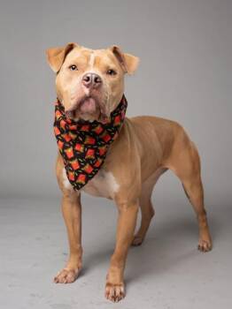 Wanda -  Pit Bull Terrier and Mixed Breed Dog for Adoption in Atlanta, Georgia - Wanda | PetCurious