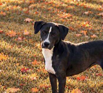 Mercy Momma West -  Black Labrador Retriever and Pointer Dog for Adoption in Andover, Massachusetts - Mercy Momma West | PetCurious