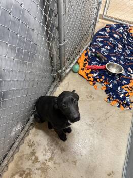 Moon -  Labrador Retriever Dog for Adoption in Monte Vista, Colorado - Moon | PetCurious