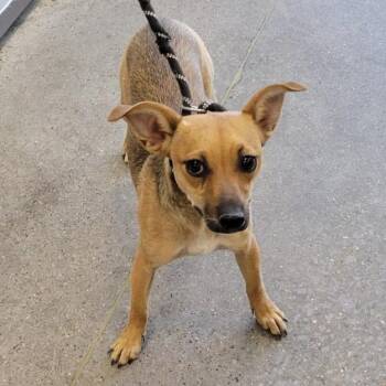 108875 -  Mixed Breed Dog for Adoption in Las Cruces, New Mexico - 108875 | PetCurious