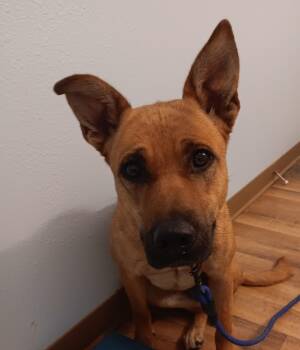 Rescue Carolina Dog and German Shepherd Dog Dogs for Adoption in Polson, Montana - Rizzo | PetCurious