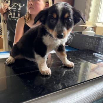 Male 2 -  Rat Terrier and Chihuahua Dog for Adoption in Hohenwald, Tennessee - Male 2 | PetCurious