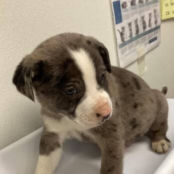 Shepherd and Mixed Breed Dogs Available for Adoption - Luigi | PetCurious