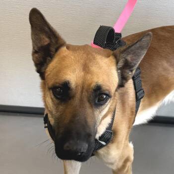 Mixed Breed Dogs Available for Adoption in Las Cruces, New Mexico - Burr | PetCurious