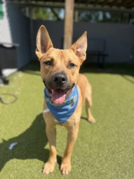 Captain -  Carolina Dog and Mixed Breed Dog for Adoption in Fishers, Indiana - Captain | PetCurious