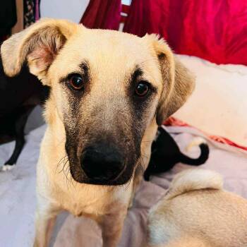 Rescue Shepherd Dogs for Adoption in San Diego, California - Simon | PetCurious