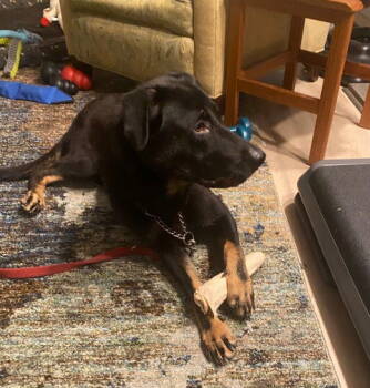 Rescue German Shepherd Dog and Labrador Retriever Dogs for Adoption in Baltimore, Maryland - Kimmy | PetCurious