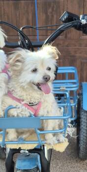 Dixie 1 -  Yorkshire Terrier Dog for Adoption in Hurricane, Utah - Dixie 1 | PetCurious