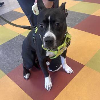 Pria -  Pit Bull Terrier Dog for Adoption in Philadelphia, Pennsylvania - Pria | PetCurious