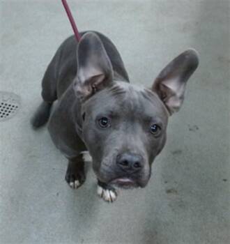 GUMBO -  Pit Bull Terrier Dog for Adoption in Salinas, California - GUMBO | PetCurious
