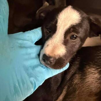 Labrador Retriever and Pit Bull Terrier Dogs Available for Adoption - Colt | PetCurious