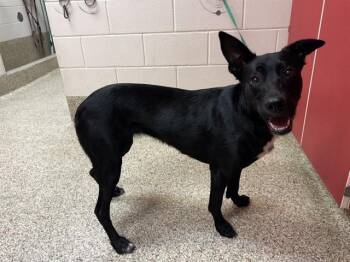 Labrador Retriever and Mixed Breed Dogs Available for Adoption in Colorado Springs, Colorado - JENNIFER PAWRENCE | PetCurious