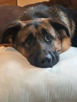 Rescue German Shepherd Dog Dogs for Adoption in Island Lake, Illinois - Remy | PetCurious