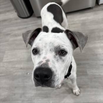 Jimmy -  Pit Bull Terrier Dog for Adoption in Martinez, California - Jimmy | PetCurious