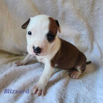 Blizzard -  Mixed Breed Dog for Adoption in Englewood, Florida - Blizzard | PetCurious