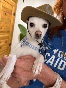 Herbie Howdy Dudey -  Chihuahua Dog for Adoption in Friendswood, Texas - Herbie Howdy Dudey | PetCurious