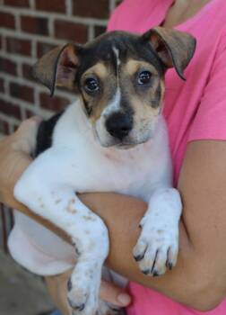 Elvie 44263 -  Shepherd and Labrador Retriever Dog for Adoption in Prattville, Alabama - Elvie 44263 | PetCurious