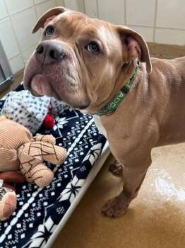 JENGA -  American Bulldog and Mixed Breed Dog for Adoption in Derwood, Maryland - JENGA | PetCurious