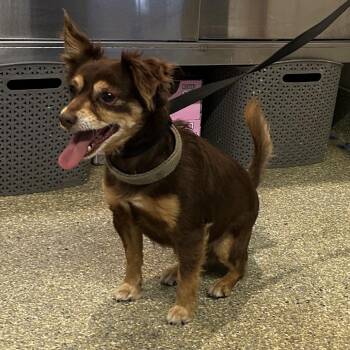 Princess -  Chihuahua Dog for Adoption in San Gabriel, California - Princess | PetCurious